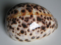 Cypraea tigris schilderiana 2)  C. N. Cate, 1961